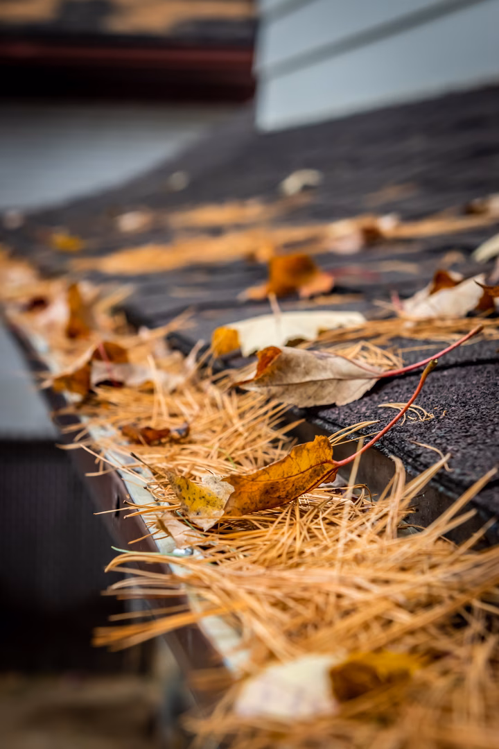 Pine Needles